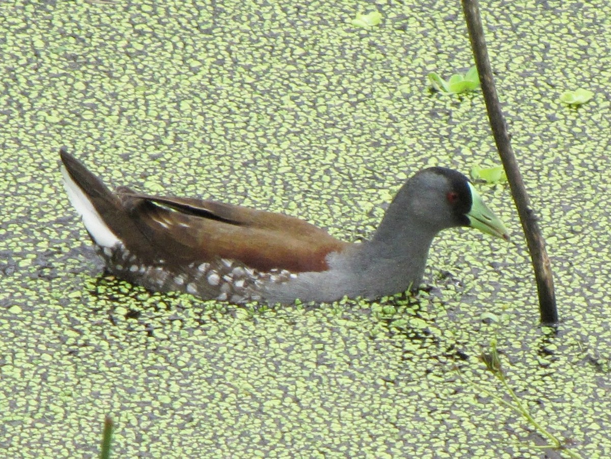 Gallinule à face noire - ML90306271