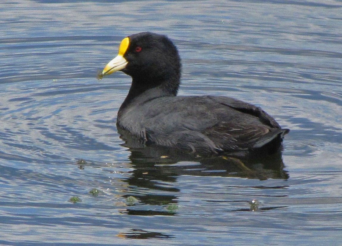 White-winged Coot - ML90306411