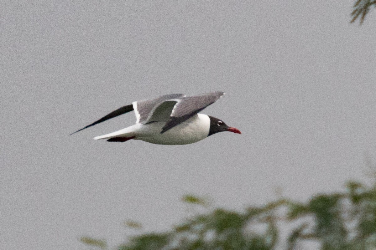 Laughing Gull - ML90306881