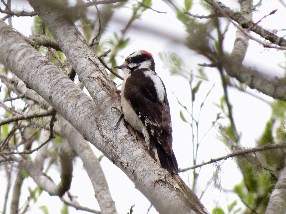 Downy Woodpecker - ML90307041