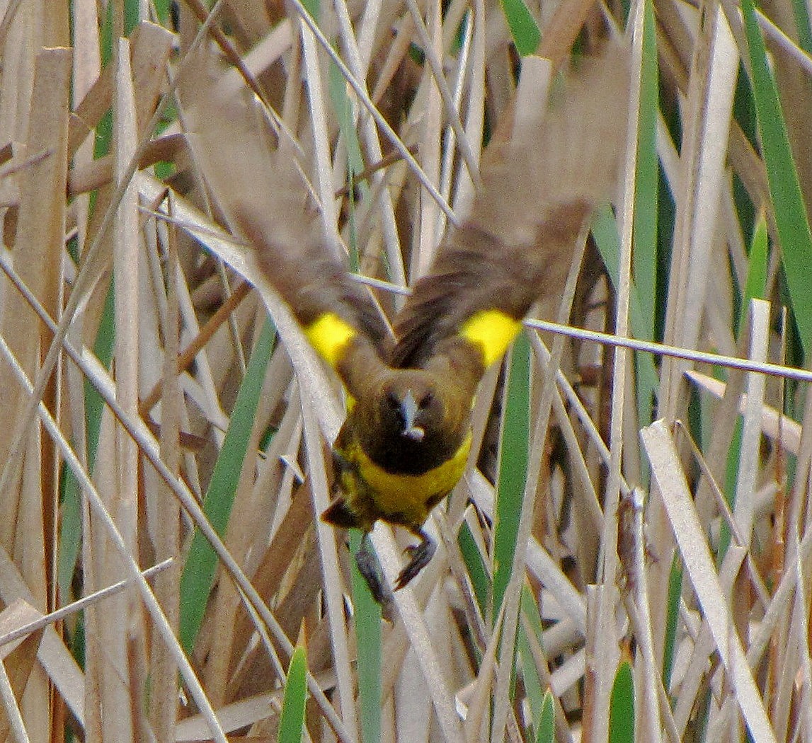Brown-and-yellow Marshbird - ML90307751