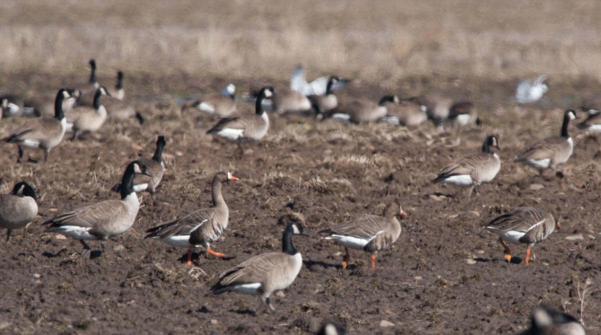 Greater White-fronted Goose - ML90308821