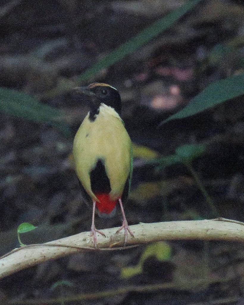 Ornate Pitta - steve jones