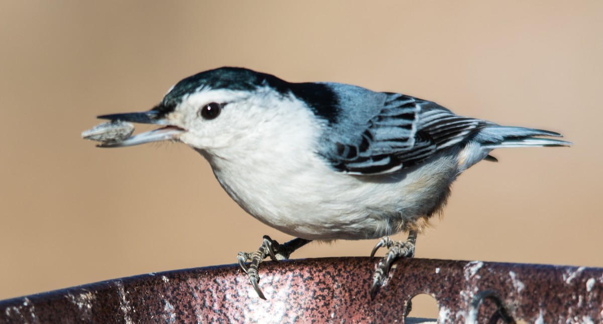 White-breasted Nuthatch - ML90312541