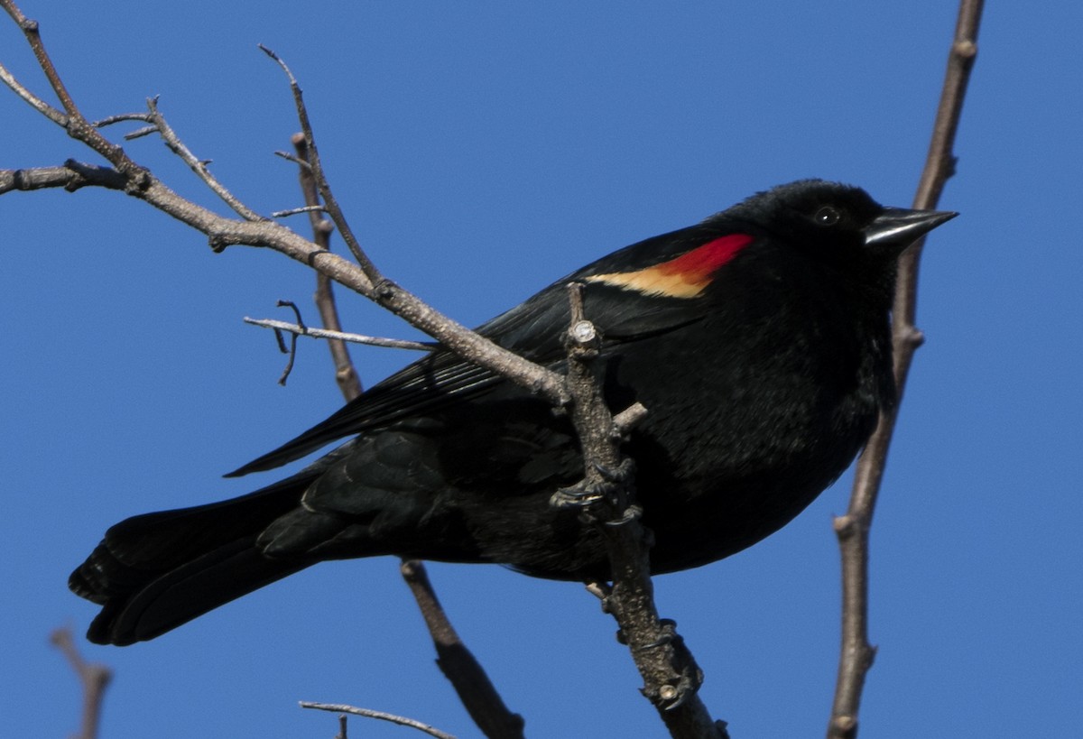 Red-winged Blackbird - ML90314721