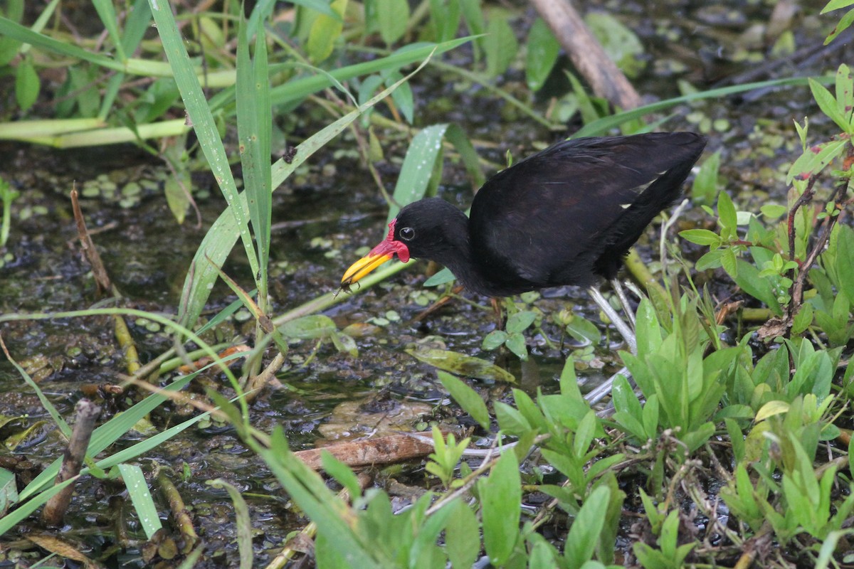 Wattled Jacana - John Garrett