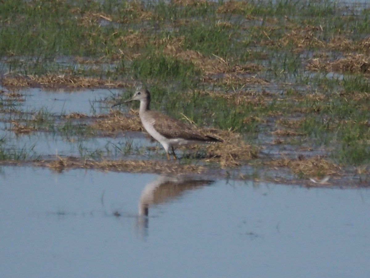 Greater Yellowlegs - ML90317851