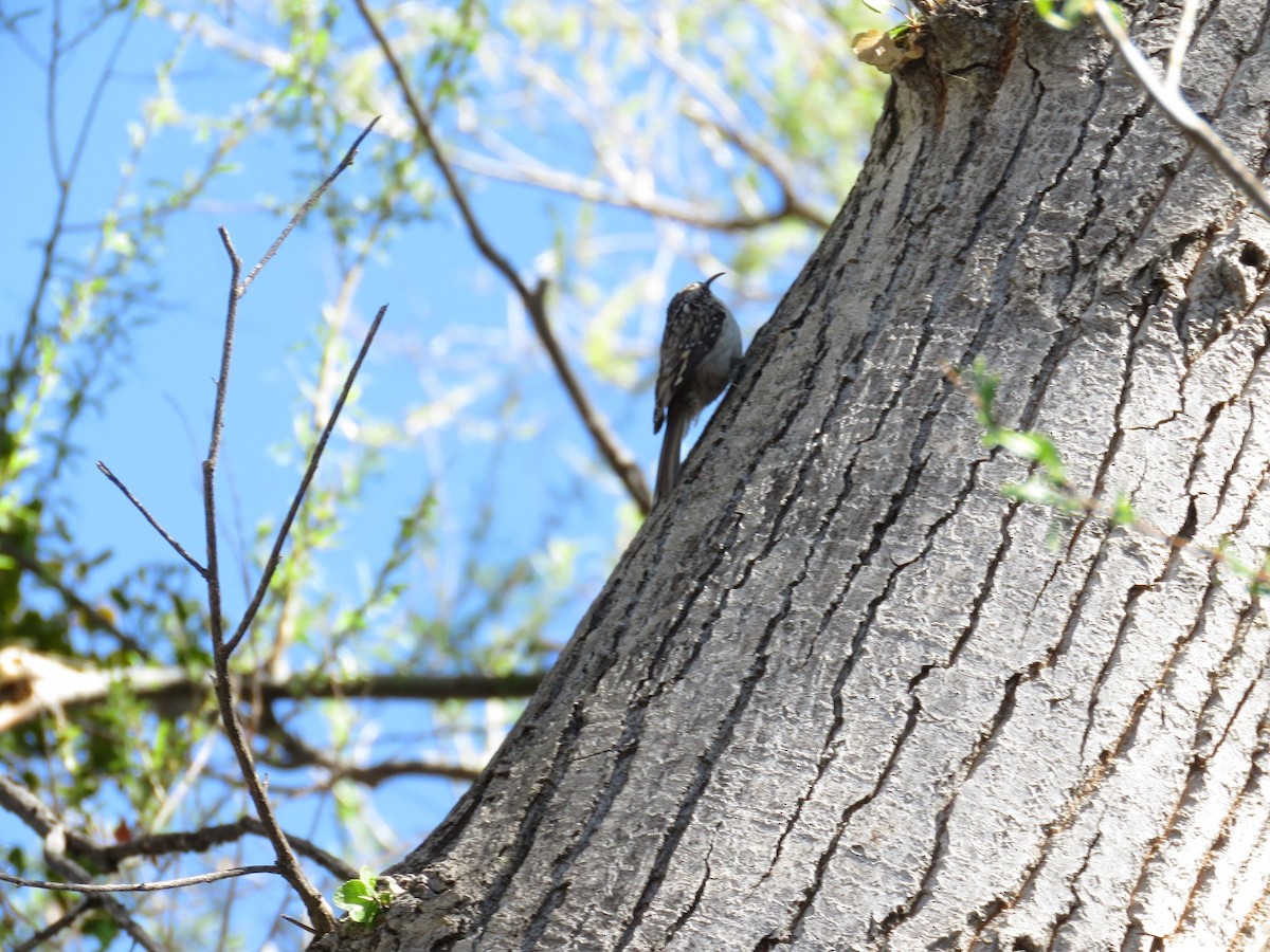 Brown Creeper - ML90319191