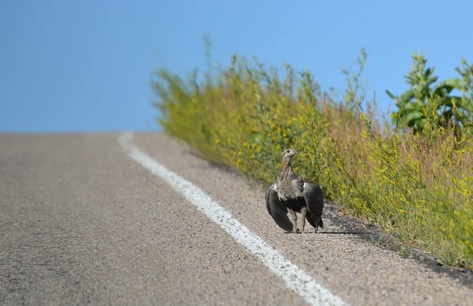 Greater Sage-Grouse - ML90319251