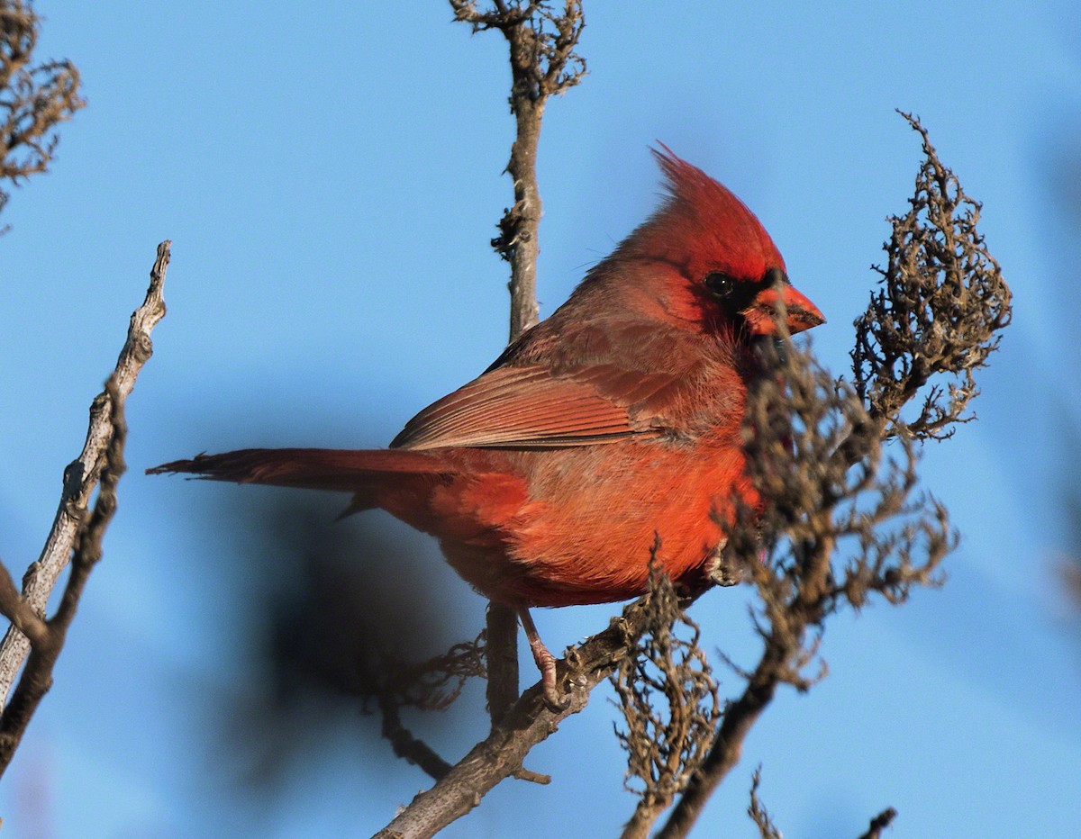 Northern Cardinal - ML90319861