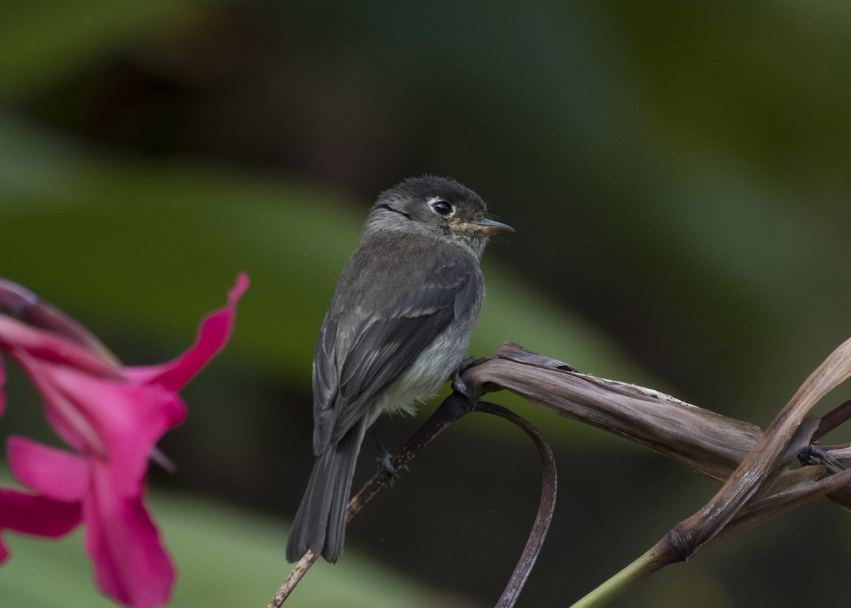 Black-capped Flycatcher - ML90320041