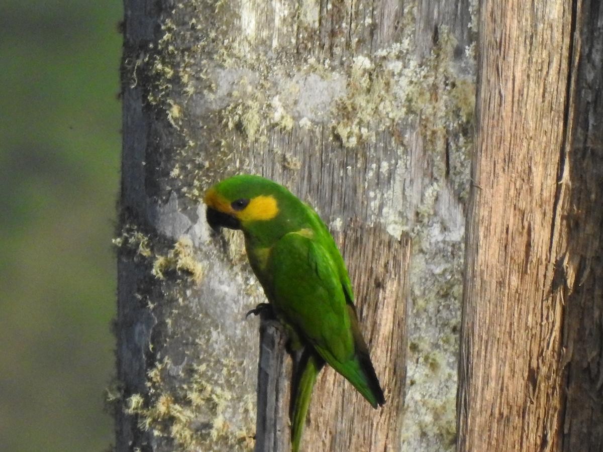 Yellow-eared Parrot - ML90320091