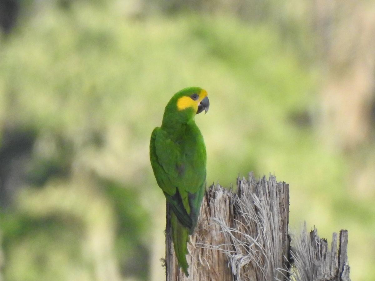Yellow-eared Parrot - ML90320121