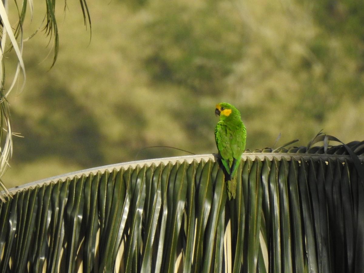 Yellow-eared Parrot - ML90320131