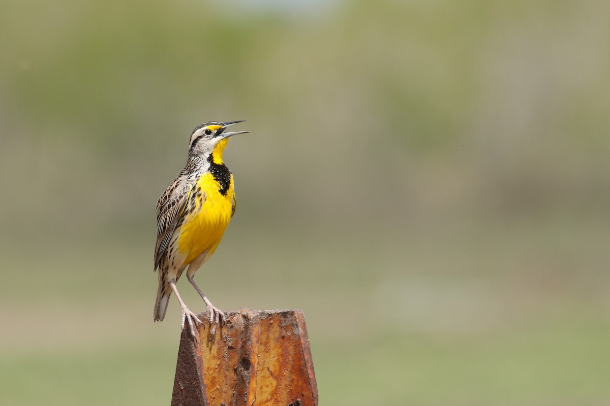 Eastern Meadowlark - ML90320221