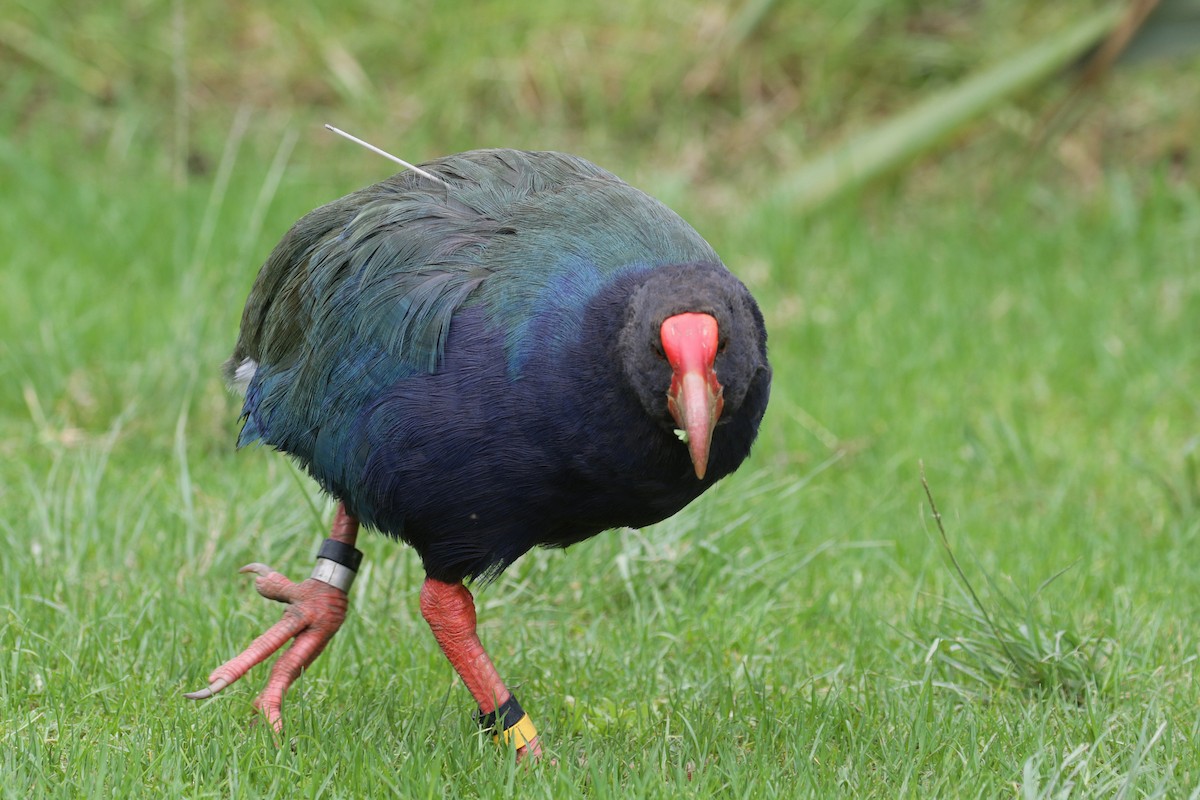 South Island Takahe - Cameron Eckert