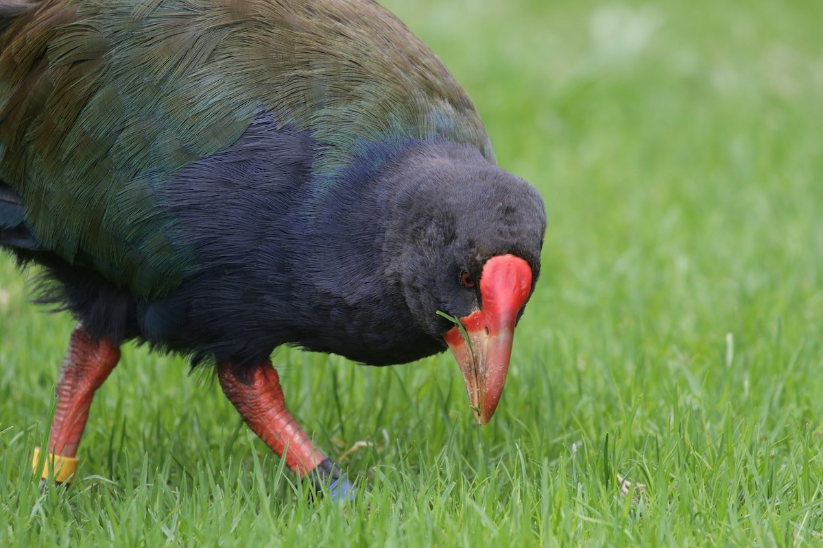 South Island Takahe - ML90320631