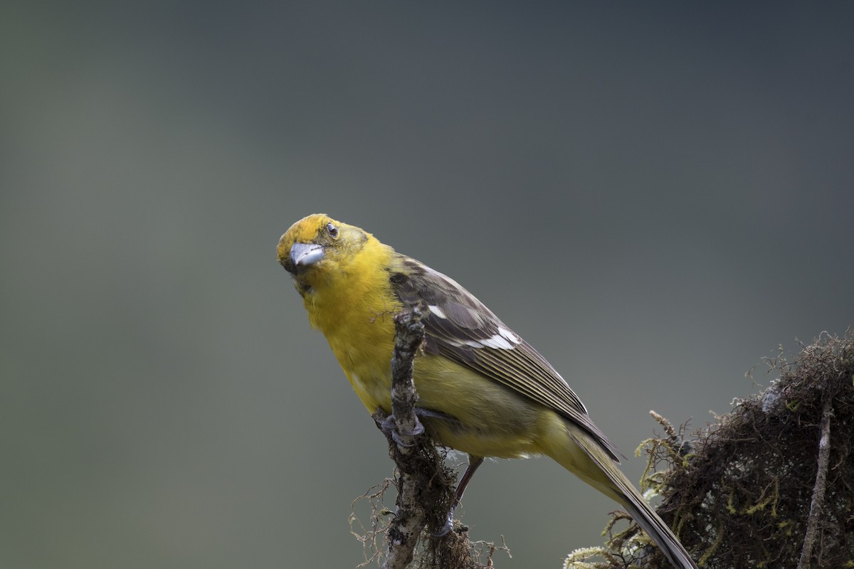 Flame-colored Tanager - ML90321131