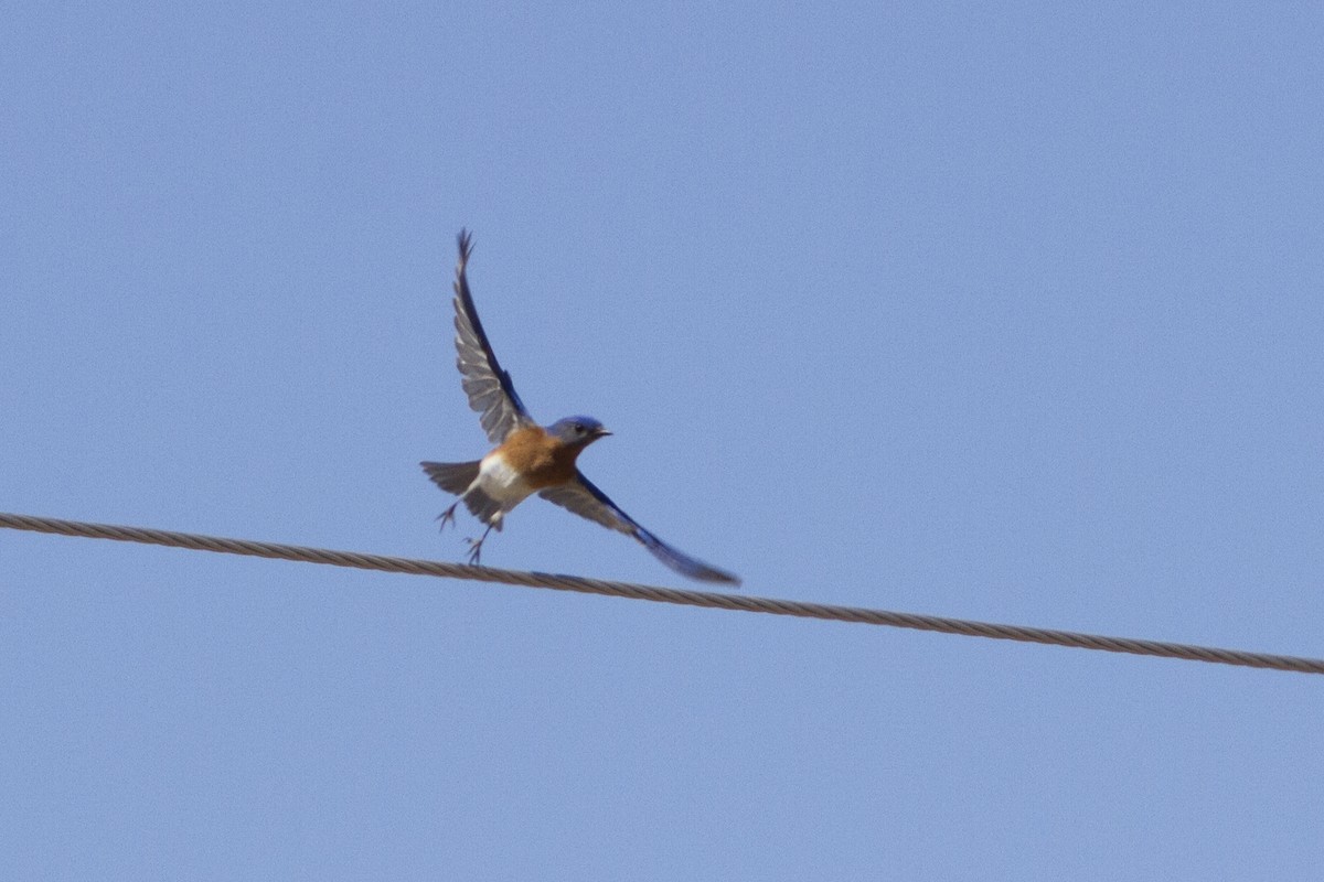 Eastern Bluebird - ML90321881