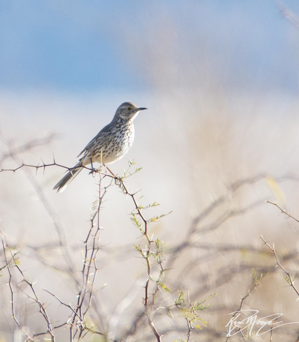 Sage Thrasher - ML90321891