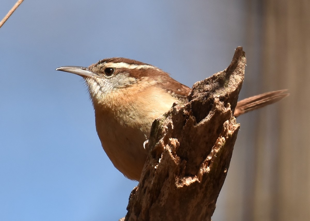 Carolina Wren - ML90324661