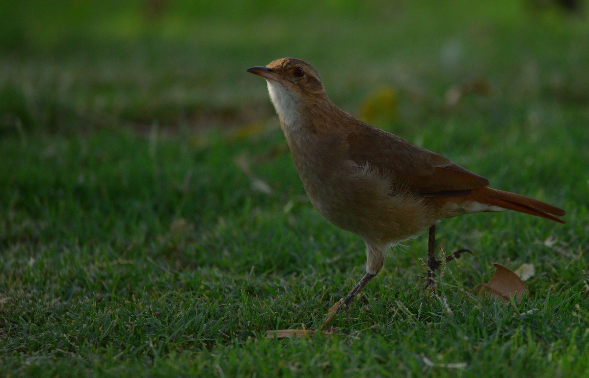 Rufous Hornero - Miguel Ansenuza