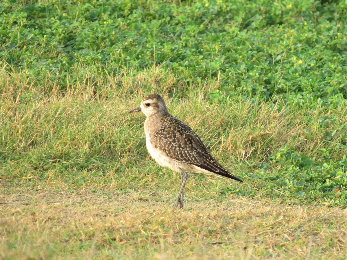 American Golden-Plover - Dominic Le Croissette