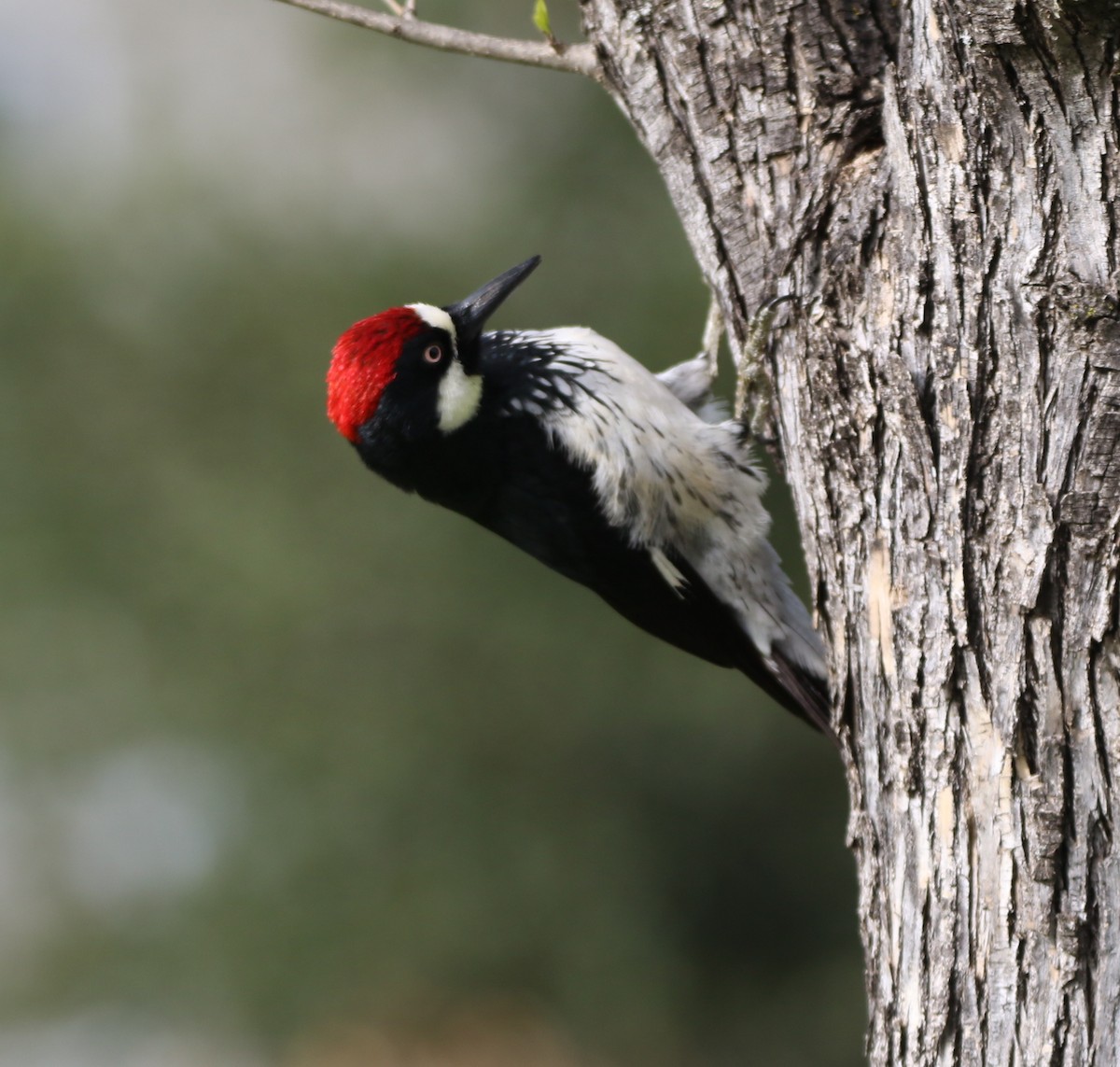 Acorn Woodpecker - Pair of Wing-Nuts