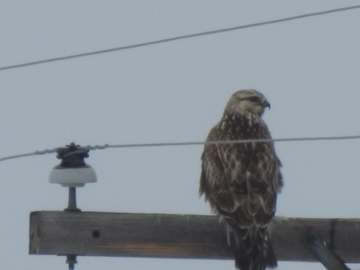 Rough-legged Hawk - ML90331801