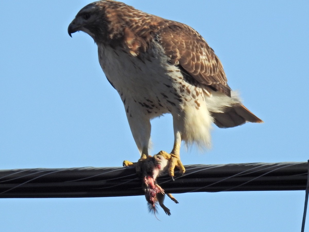 Red-tailed Hawk - ML90332541