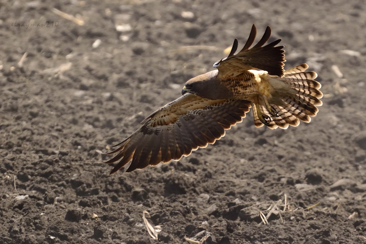 Swainson's Hawk - ML90335831