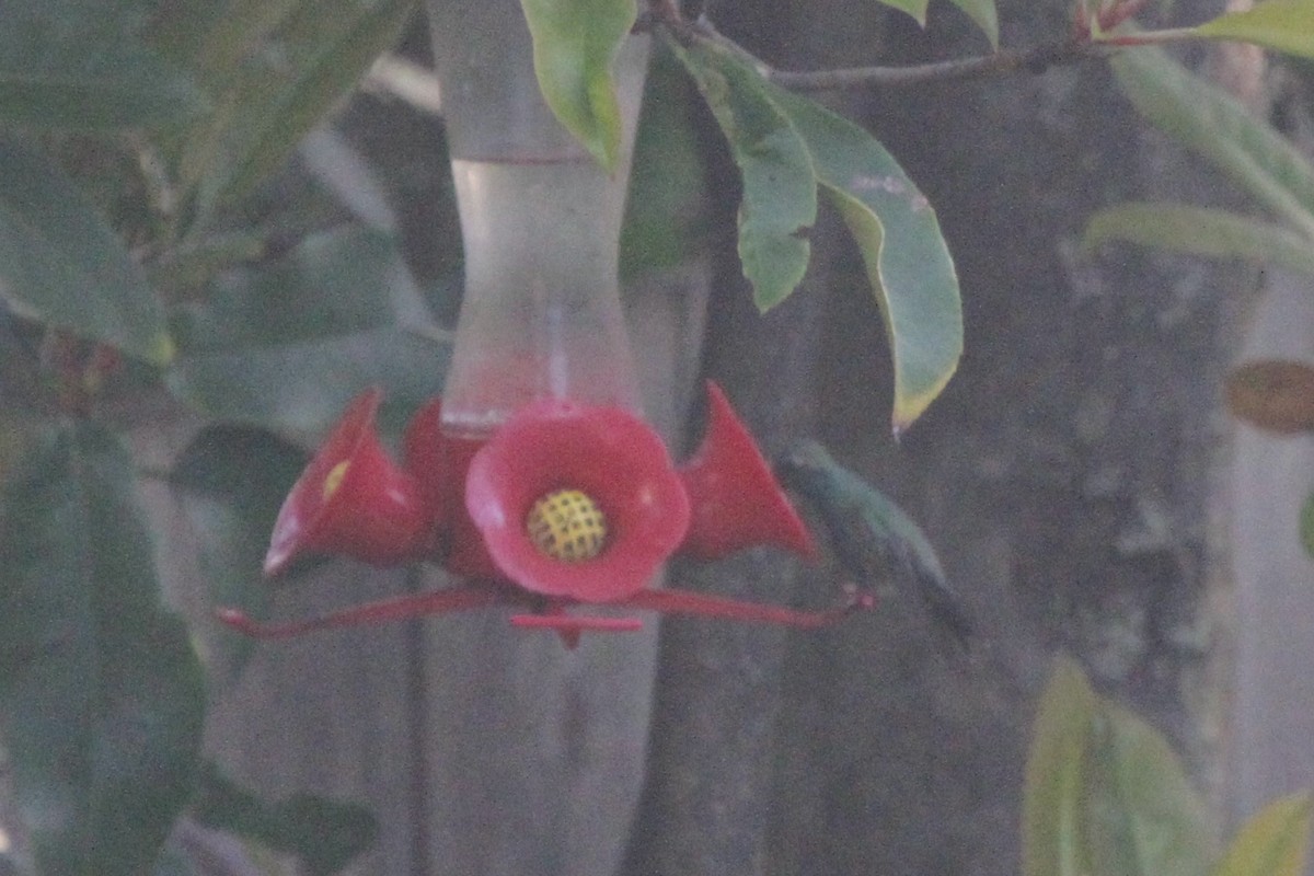 Ширококлювый колибри - ML90336191