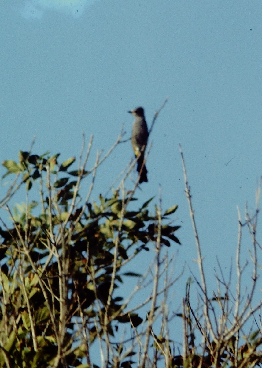 Gray Silky-flycatcher - ML90337351