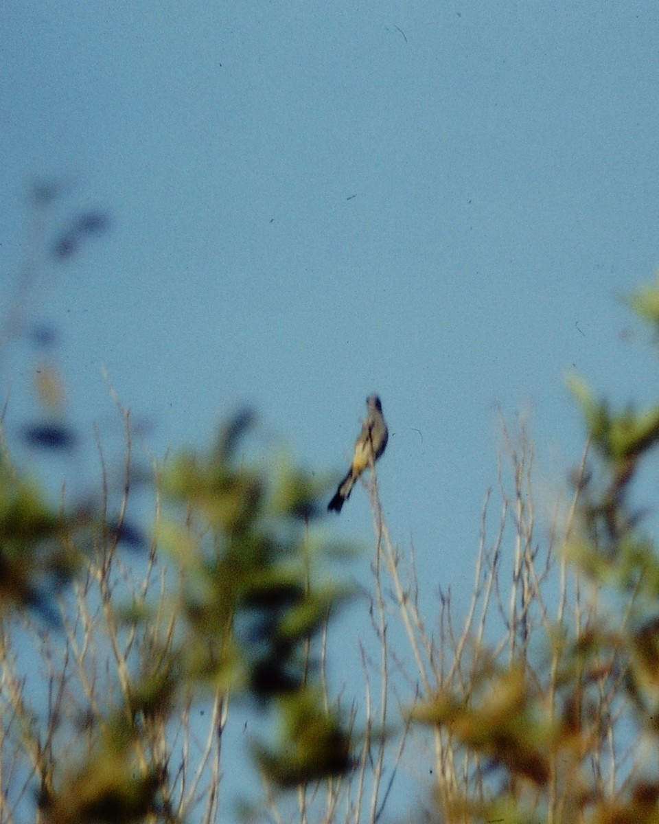 Gray Silky-flycatcher - ML90337401