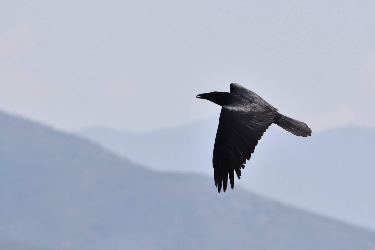 Common Raven - ML90339011