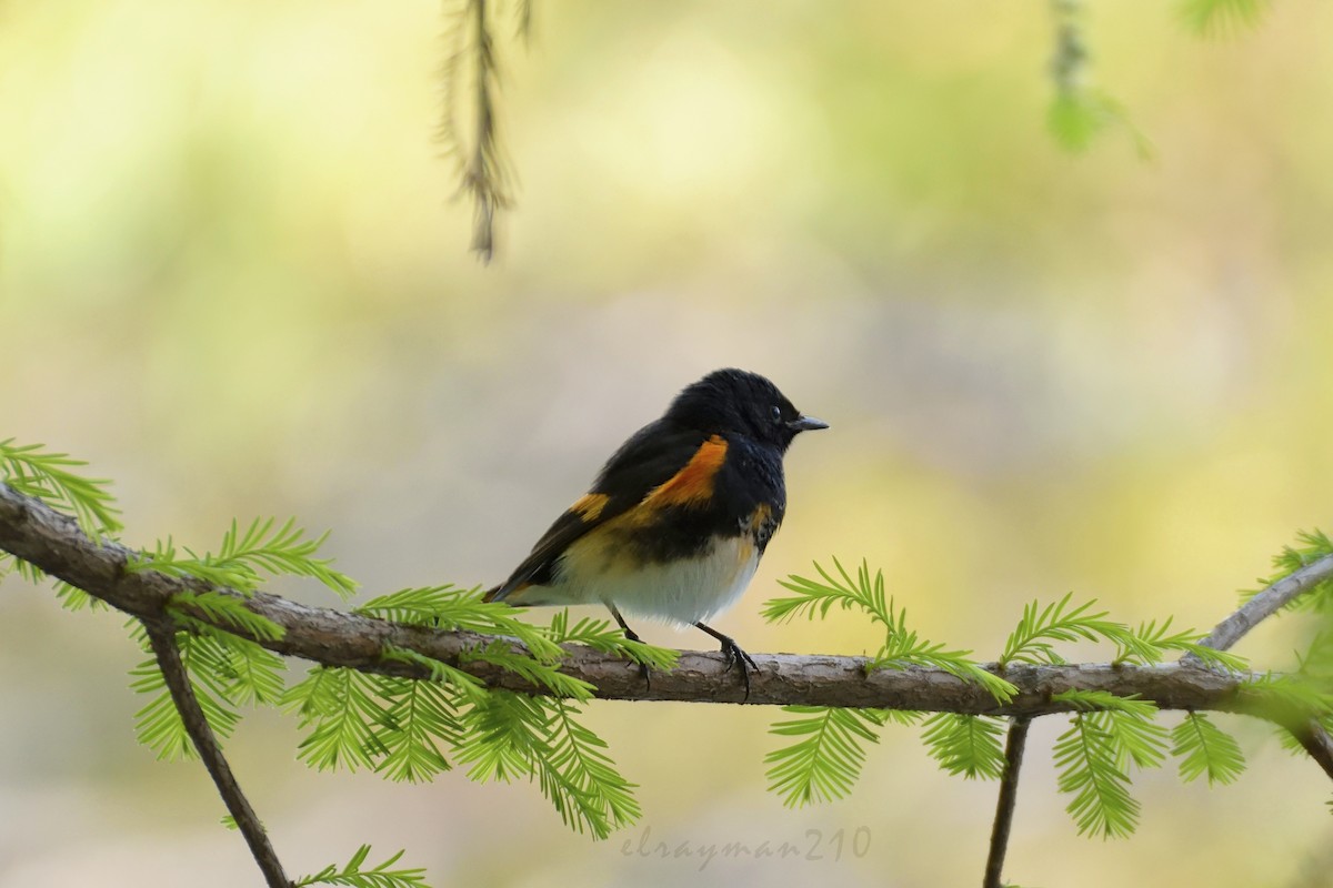 American Redstart - ML90340041