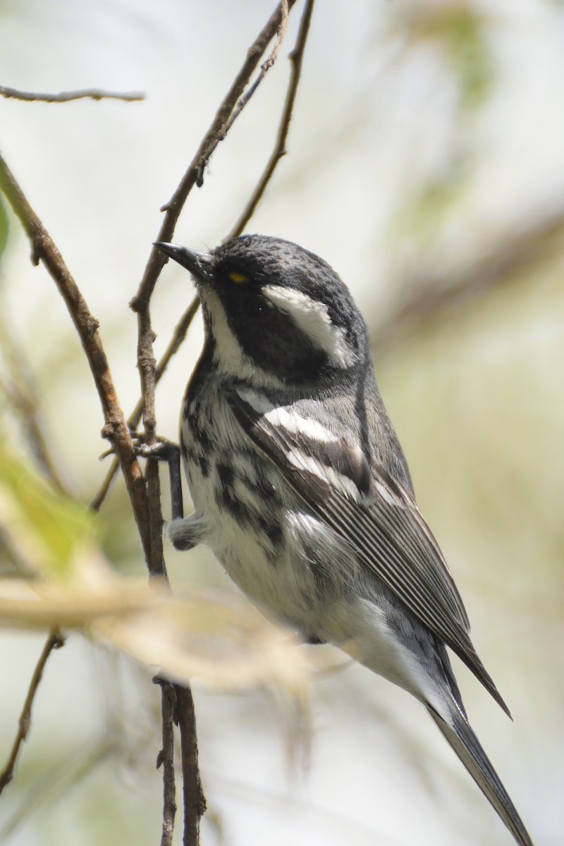 Black-throated Gray Warbler - ML90340271