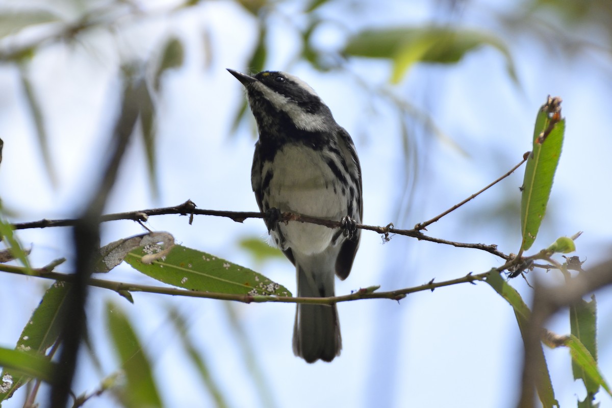 Black-throated Gray Warbler - ML90340821