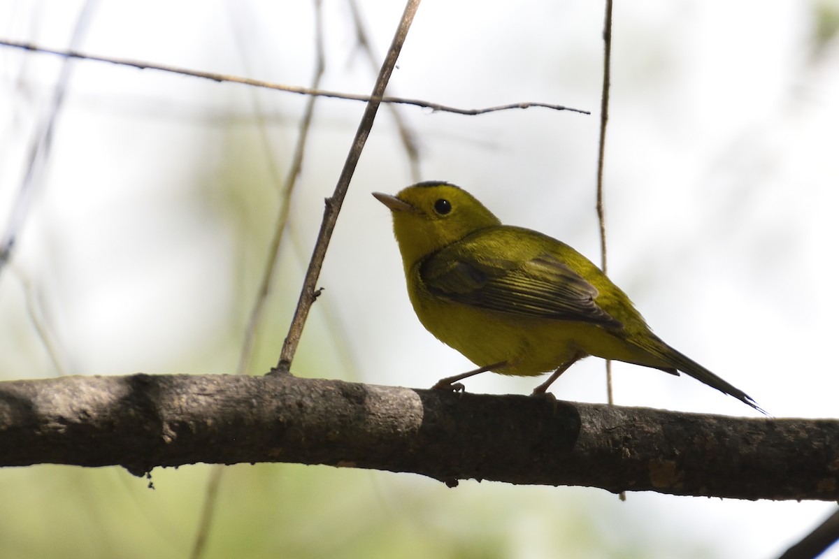 Wilson's Warbler - ML90340891