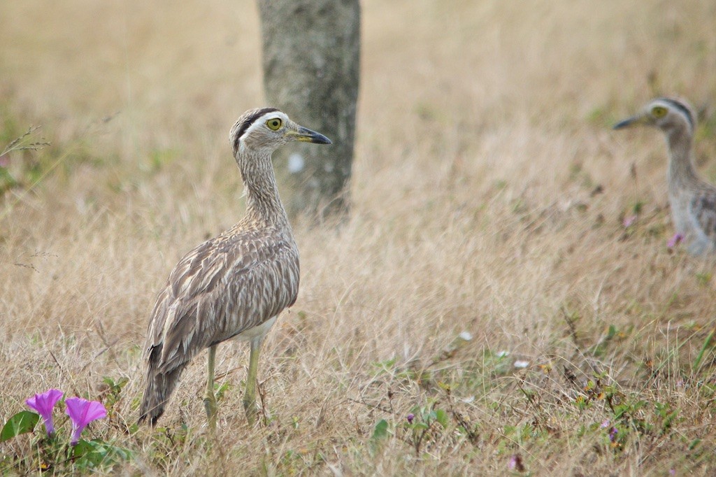 Double-striped Thick-knee - ML90340931