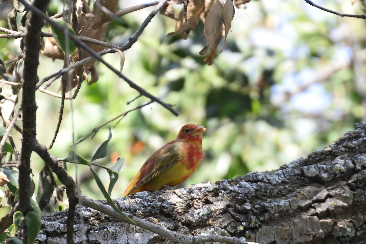 Summer Tanager - ML90341051