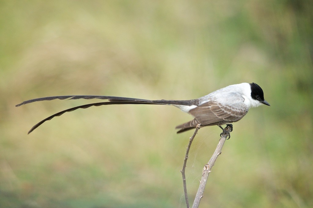 Fork-tailed Flycatcher - ML90341281