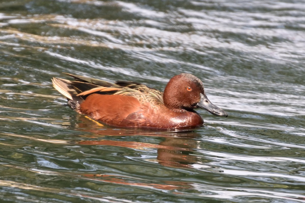 Cinnamon Teal - ML90342971