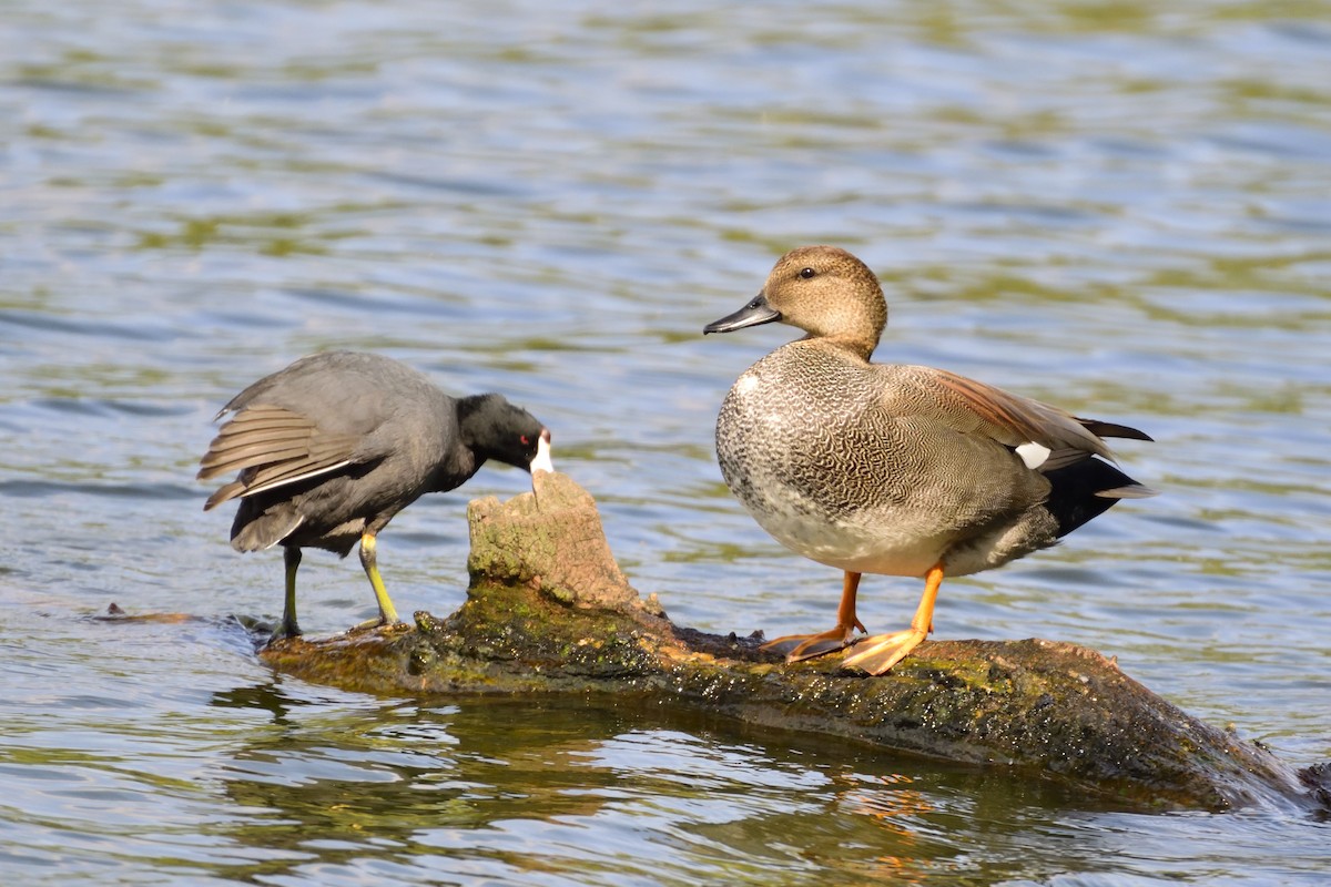 Gadwall - ML90343171