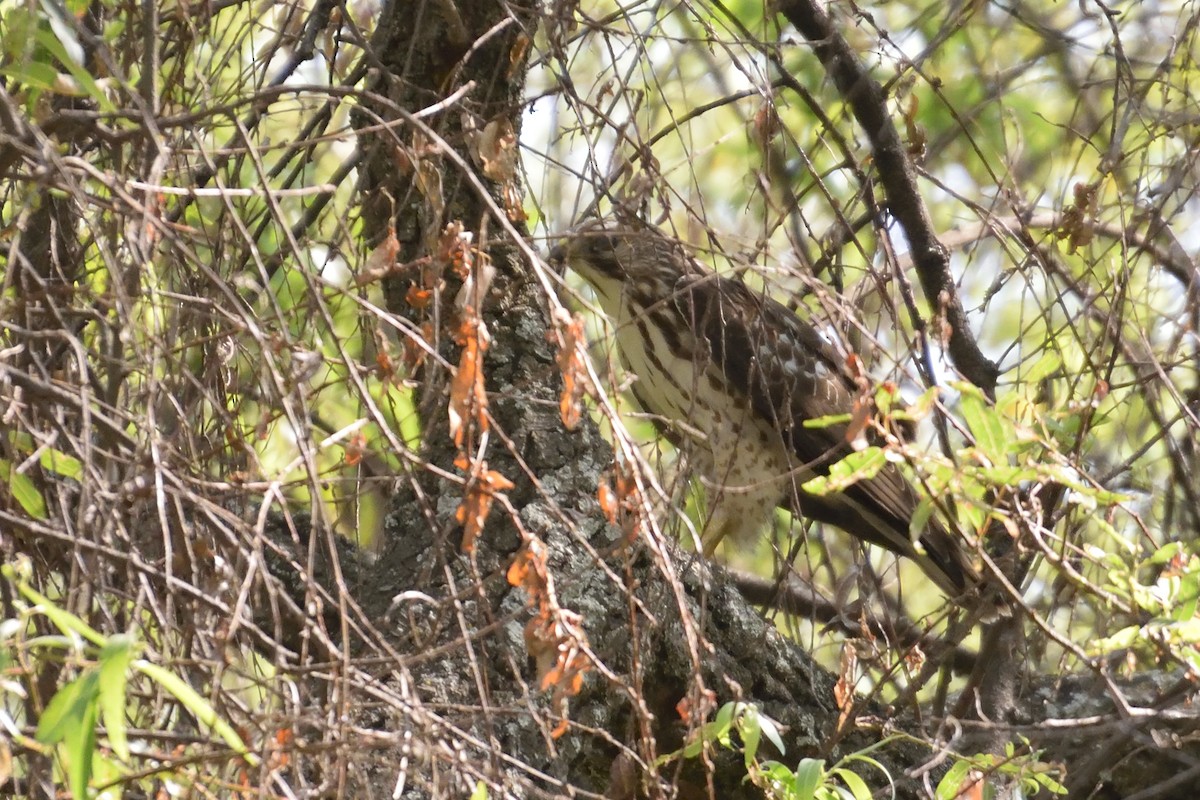 Broad-winged Hawk - ML90343431