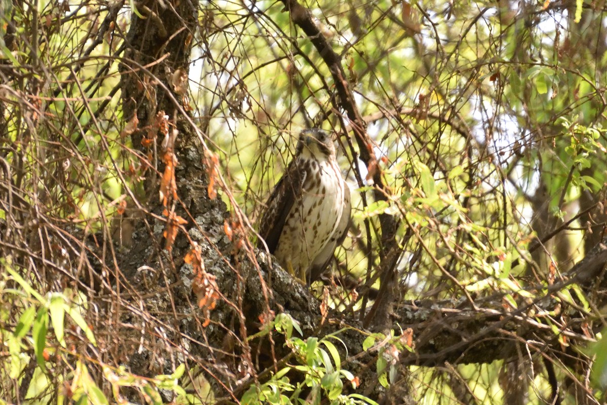 Broad-winged Hawk - ML90343451