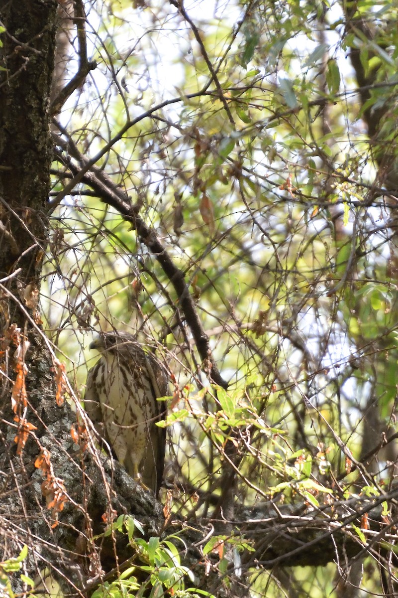 Broad-winged Hawk - ML90343471