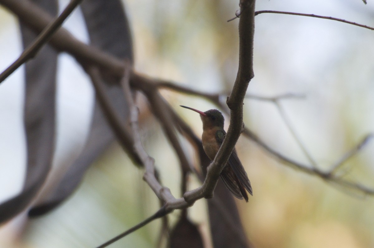 Cinnamon Hummingbird - Ethan Gosnell