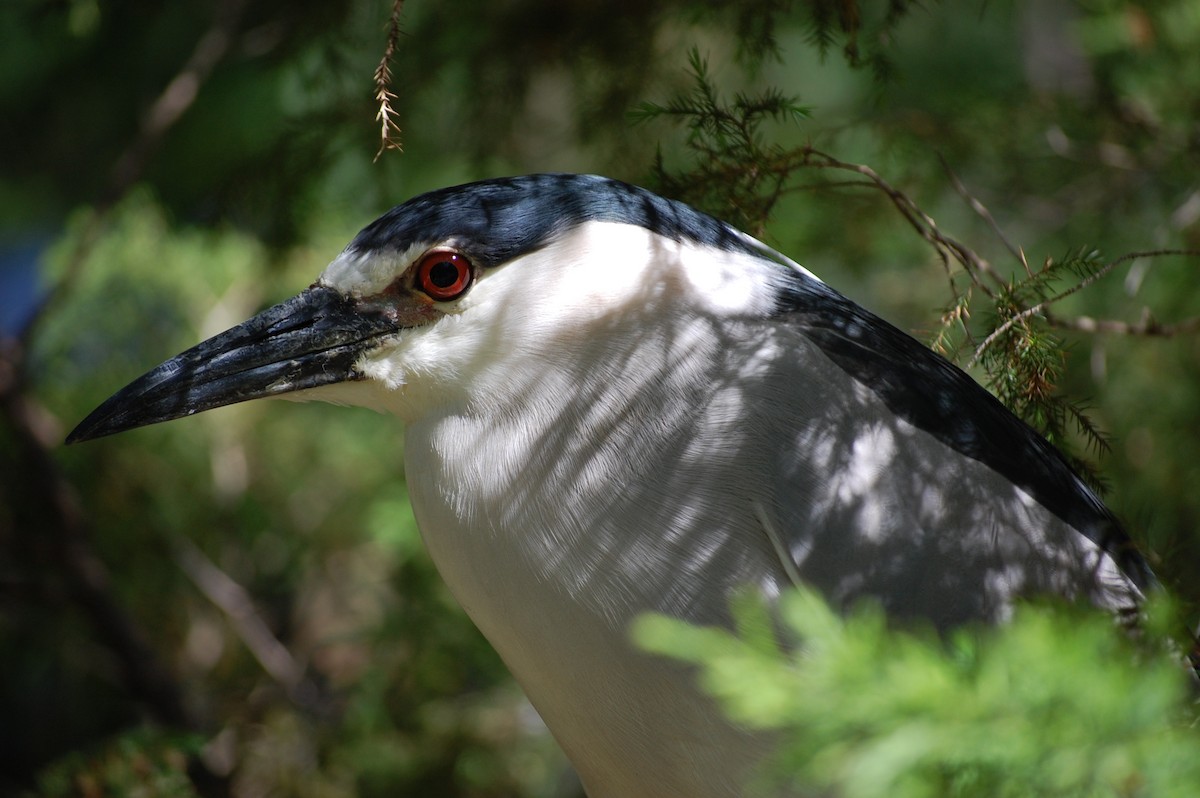 Black-crowned Night Heron - ML90345151