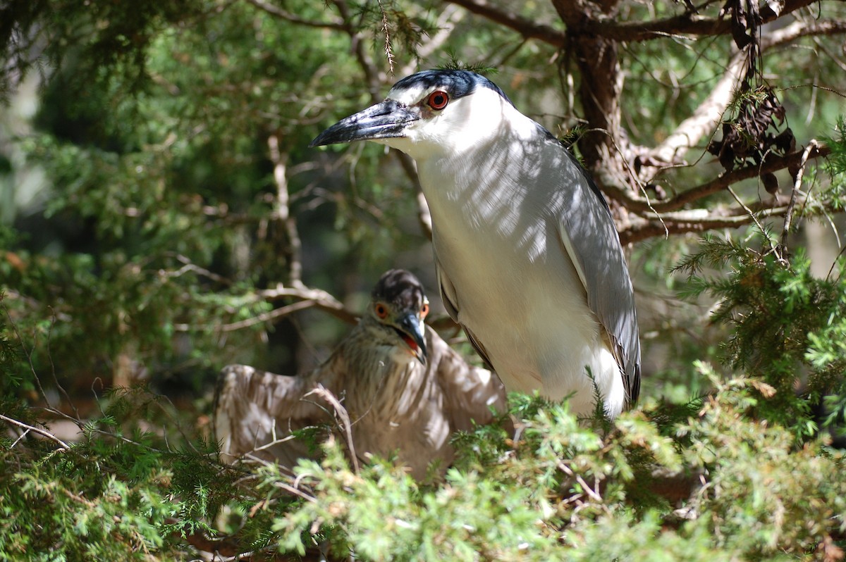 Black-crowned Night Heron - ML90345161